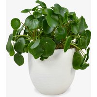 Large Money Plant image