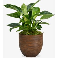 Philodendron image