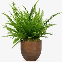 Boston Fern image