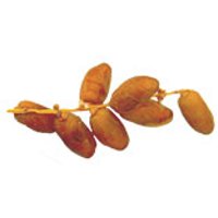Datteln Deglet Nour Obst, Gemüse & Eier Obst & Nüsse