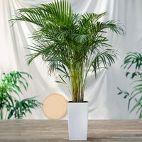Areca Palm Dypsis Lutescens 17cm Pot House Plant Green Recycled & Recyclable Packaging