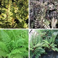 9cm Fern Plant Collection | 6 Plants