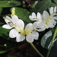 Winter Pond Plant Collection 3 x 1Litre