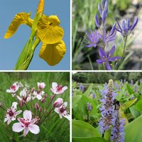 6 x 1ltr Miniature Pond Plant Collection + Deep Water Plant