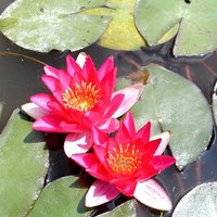 6 x 1ltr Miniature Pond Plant Collection + Pygmaea Lily