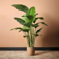 Strelitzia Nicolai Bird of Paradise 21cm Pot House Plant Green Recycled & Recyclable Packaging