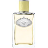 Prada Infusion de Gimgembre | Precio, Comprar