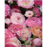 Ranunculus Aviv Picotee Pink Bulbs