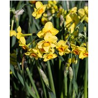 Narcissus Golden Dawn Bulbs