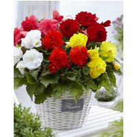 Begonia Double Mixture Bulbs