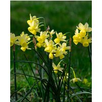 Narcissus Angel's Whisper Bulbs