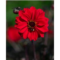 Dahlia Bishop of Llandaff Tubers