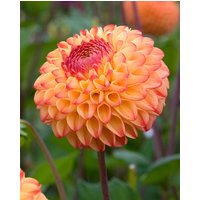 Dahlia Mirella Tubers