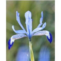 Iris Reticulata Clairette Bulbs