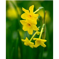 Narcissus Baby Boomer Bulbs