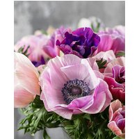 Anemone coronaria Pastel