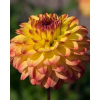 Dahlia Icoon Tubers