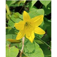 Chlidanthus Fragrans