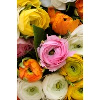 Ranunculus Asiaticus Bulbs