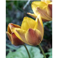 Tulip Old Times (Pre