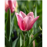 Tulip Sanne Bulbs