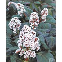 Bergenia Bach