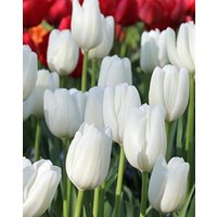 Tulip Hakuun Bulbs