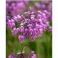 Allium Cernuum Bulbs