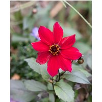 Dahlia Pride One Tubers