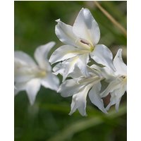 Gladiolus The Bride