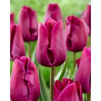 Tulip Purple Eye Bulbs