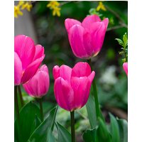 Tulip Big Love Bulbs