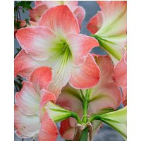 Amaryllis (Hippeastrum) King Star (Serenity)