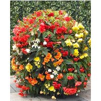 Begonia Cascade Mixture
