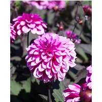 Dahlia Melissa Anna Marijke Tubers