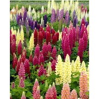 Lupinus Russell Hybrids