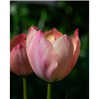 Tulip Salmon Van Eijk Bulbs