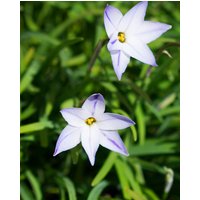 Ipheion Wisley Blue Bulbs