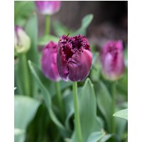 Tulip Purple Crystal Bulbs