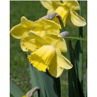 Narcissus Cairngorm