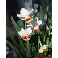 Narcissus Iwona Bulbs