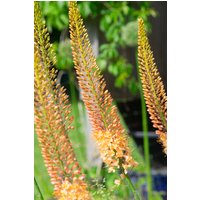 Eremurus Cleopatra Bulbs
