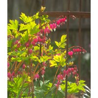 Dicentra Spectabillis (Lamprocapnos) Pink-White