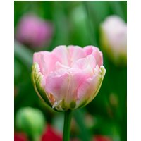 Tulip Finola Bulbs