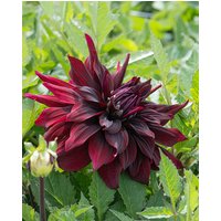 Dahlia Brigitta Alida Tubers