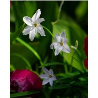 Ipheion Alberto Castillo Bulbs