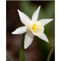 Narcissus Snipe Bulbs