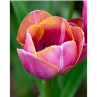 Tulip Blue Heaven Bulbs
