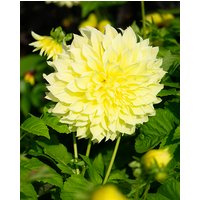 Dahlia Kelvin Floodlight