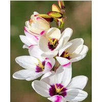 Ixia Spotlight Bulbs
